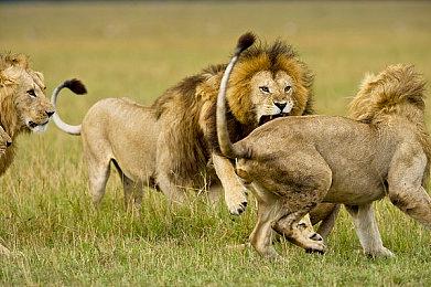 《伐木工大冒险》Steam页面上线 2D横版动作